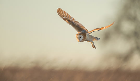 flight, owl, bird, Common barn owl, HD wallpaper HD wallpaper