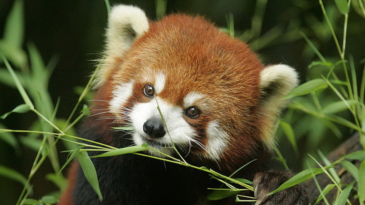 red panda, red panda, grass, face, animal, HD wallpaper