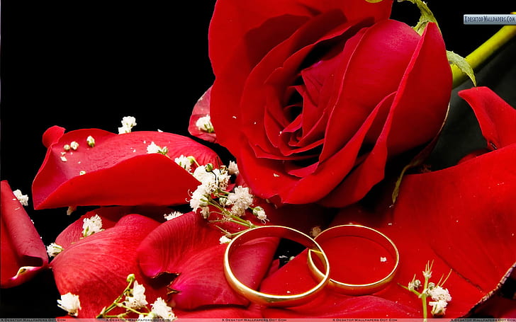 Red Rose Wedding Background 67, HD wallpaper