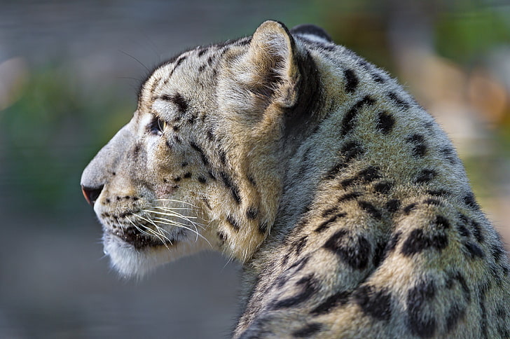 brun och svart leopard, snöleopard, look, profil, HD tapet