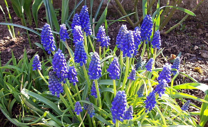 blue petaled flowers, muscari, flowers, flowerbed, soil, sun, spring, HD wallpaper