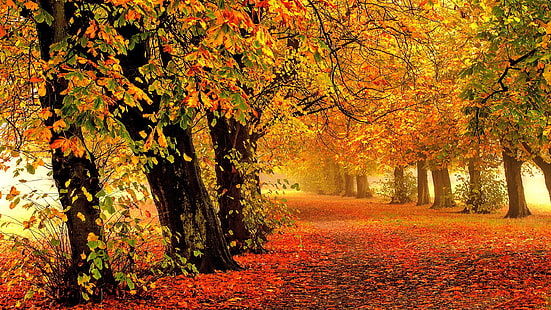 droga, jesień, las, liście, drzewa, gałęzie, natura, park, gałąź, pnie, liście, żółty, ślad, czerwony, zamglenie, pomarańczowy, aleja, opadające liście, jasne kolory, ścieżka, kolory jesieni, las Park, Złota jesień, Tapety HD HD wallpaper