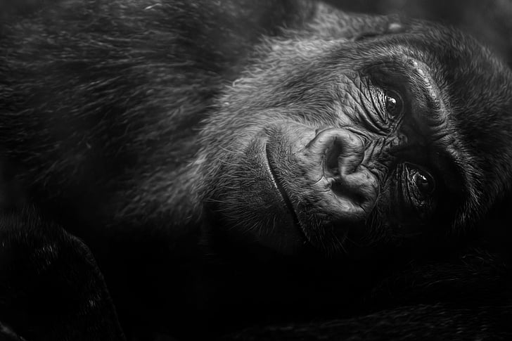 Monkeys, Gorilla, Black & White, Primate, HD wallpaper