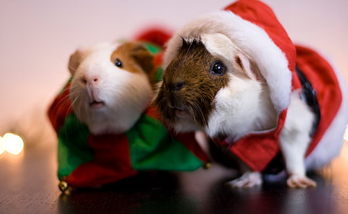 Santa Guinea Pig, dwie brązowo-białe świnki Guniea, Święta, Boże Narodzenie, Gwinea, Mikołaj, Tapety HD HD wallpaper