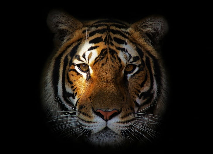 Shadow Tiger HD wallpapers free download | Wallpaperbetter