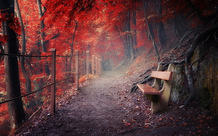 banco de madeira marrom, banco vazio ao lado de árvores de folha vermelha, natureza, paisagem, outono, caminho, banco, cerca, floresta, gotas de água, raízes, montanhas, névoa, vermelho, HD papel de parede