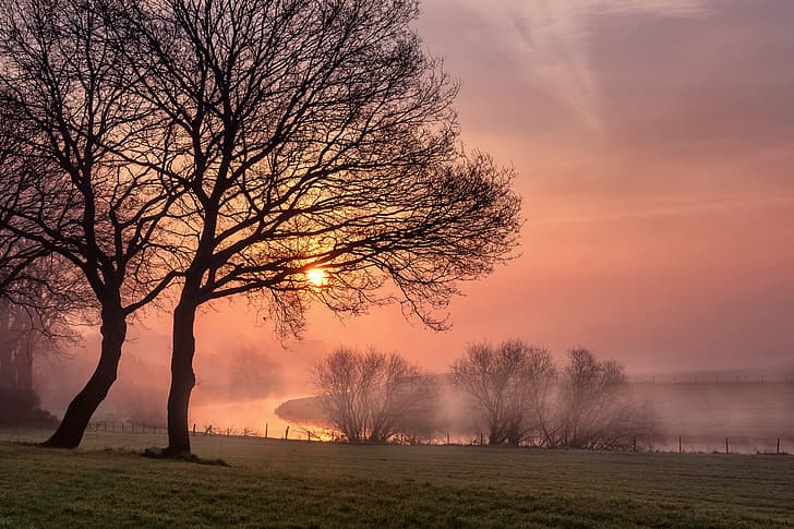 trees, fog, river, dawn, morning, Germany, meadow, Lower Saxony, Emsland, HD wallpaper