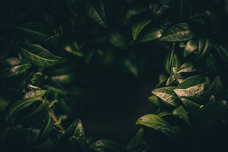 leaves, dark, plant, green, blur, closeup, HD wallpaper