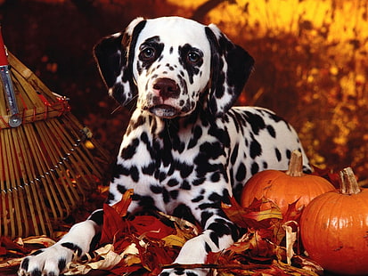 adult Dalmatian, dalmatian, dog, sit, breed, pumpkins, leaves, halloween, HD wallpaper HD wallpaper