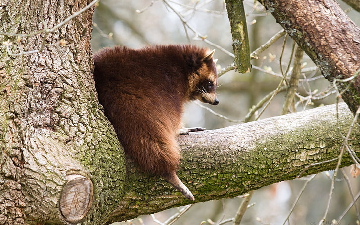 brown animal, raccoon, tree, branch, thick, HD wallpaper