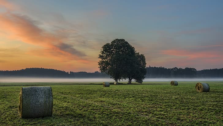 field, fog, morning, hay, HD wallpaper