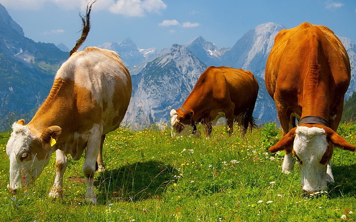 three brown cows, cows, graze, grass, food, HD wallpaper