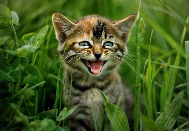 ธรรมชาติแมวลูกแมวแมวสีน้ำตาลและสีดำหญ้าลูกแมวแมวธรรมชาติ, วอลล์เปเปอร์ HD