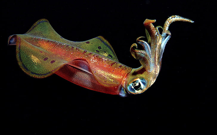 multicolored sea creature wallpaper, squid, underwater, swim, antennae, HD wallpaper