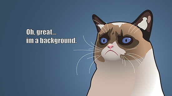 6, cat, funny, grumpy, humor, meme, quote, HD wallpaper HD wallpaper