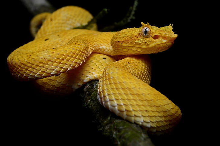 Reptilien, Viper, Wimpernotter, Schlange, HD-Hintergrundbild
