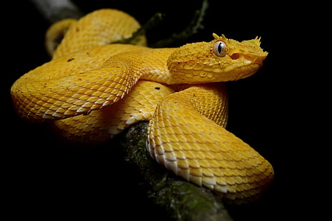 Reptiles, Víbora, Víbora De Pestañas, Serpiente, Fondo de pantalla HD HD wallpaper