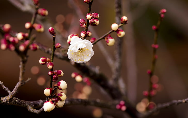 เชอร์รี่ตูมบนกิ่งก้านสาขาตาดอกไม้สีขาวเชอร์รี่เบลอ, วอลล์เปเปอร์ HD