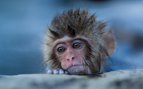 Monkeys, Japanese Macaque, Monkey, HD wallpaper HD wallpaper