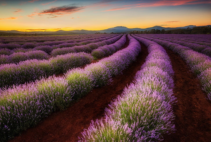 purple lavenders, field, valley, Australia, lavender, Tasmania, HD wallpaper