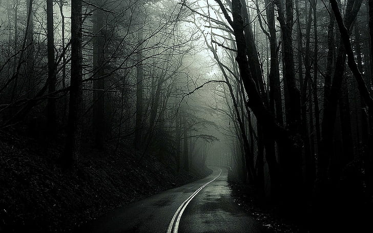 黒白い木暗い森の道モノクロ写真、緑の木々、道路、黒、暗い、森、モノクロ、写真、木、白、 HDデスクトップの壁紙