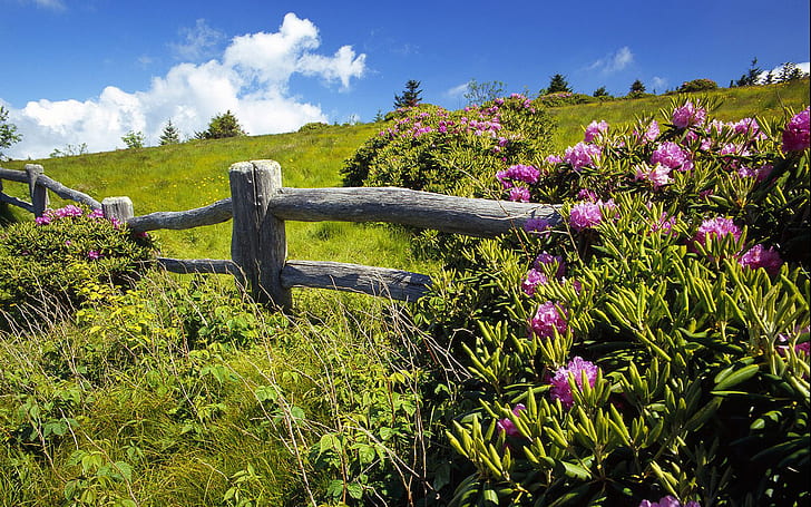 Roan Mountain State Park نورث كارولينا Rhododendrons Flowers Carver’s Gap Landscape Wallpaper HD 1920 × 1200، خلفية HD