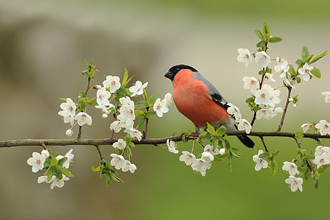  Birds, Bullfinch, Bird, Blossom, Flower, HD wallpaper HD wallpaper