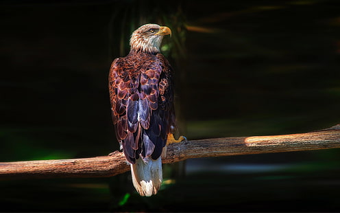 วอลล์เปเปอร์ Bald Eagle สำหรับพีซีแท็บเล็ตและมือถือดาวน์โหลด 3840 × 240, วอลล์เปเปอร์ HD HD wallpaper