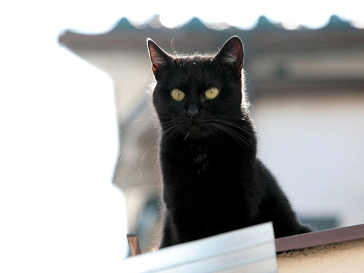 قطة بومباي ، قطة ، سوداء ، وجه، خلفية HD