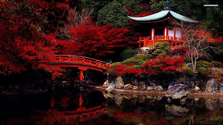 красные лепестковые цветы, храм, япония, павильон, красные листья, сад, мост, HD обои