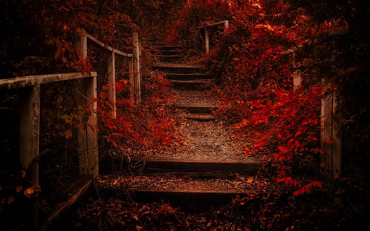 red leaves, empty stairs between flowers, nature, landscape, fall, path, leaves, shrubs, red, fence, stairs, HD wallpaper
