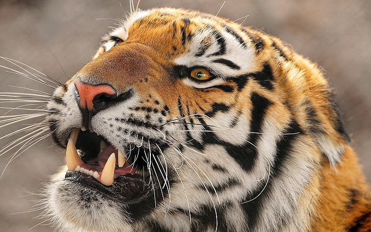 brown, white, and black tiger, tiger, muzzle, predator, HD wallpaper