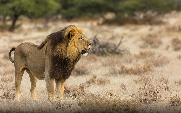 Leoni maschi di leone africano, alcuni più comuni del peso di 250 kg, Sfondo HD