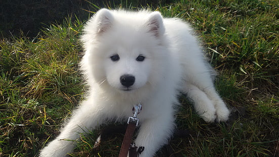bianco, cane, cucciolo, il Samoiedo, Sfondo HD HD wallpaper