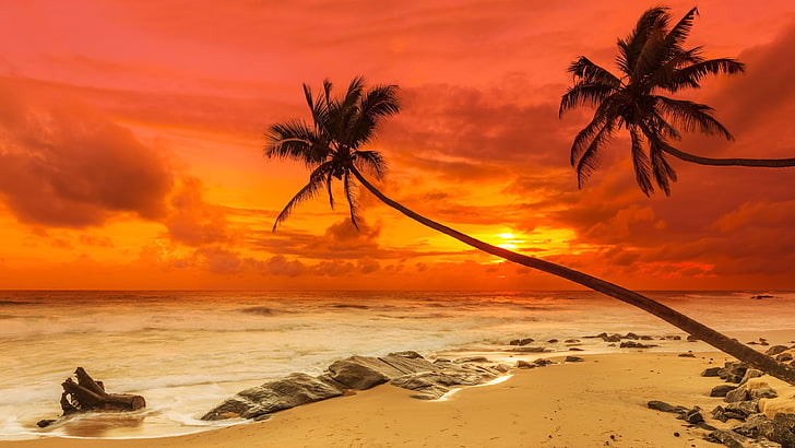 palm tree, red sky, orange sky, beach, vacation, afterglow, sand, ocean, arecales, sky, caribbean, shore, horizon, tropics, palm, sunset, sea, HD wallpaper