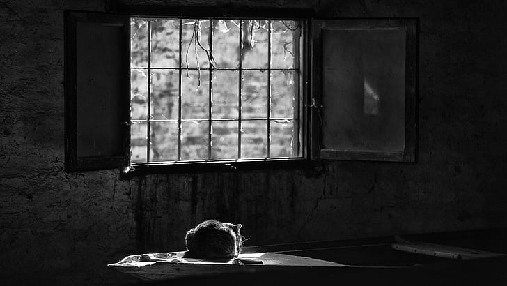 gatta, finestra, bianco e nero, fotografia in bianco e nero, solitudine, oscurità, Sfondo HD