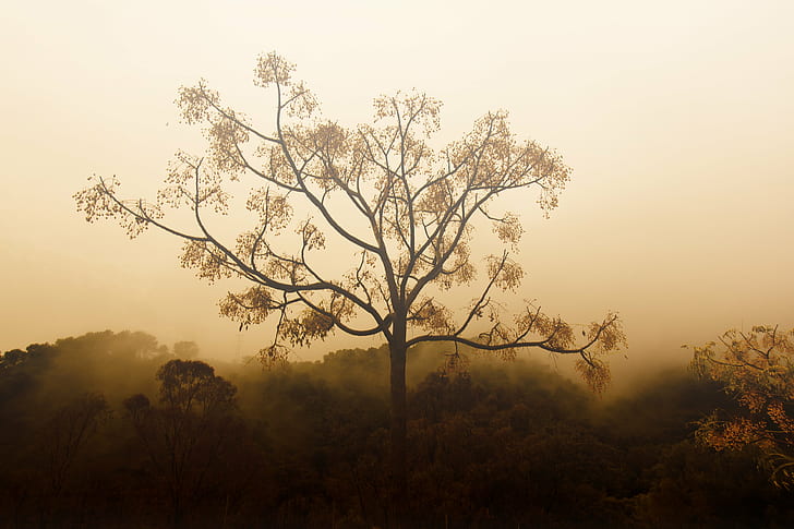 zielone liście drzewo we mgle, mgła, zielone liście, foto, fotografia, fotografia, fotografia, imagen, obraz, pic, fotograf, niebla, neblina, calima, bruma, drzewo, pochmurno, zamglenie, zmierzch, natura, zachód słońca, las, na dworze , krajobraz, Tapety HD