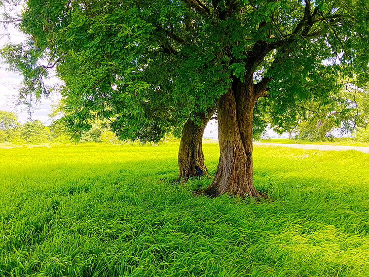 Зелено, природа, фотография, оризов пади, път, Шри Ланка, дървета, HD тапет