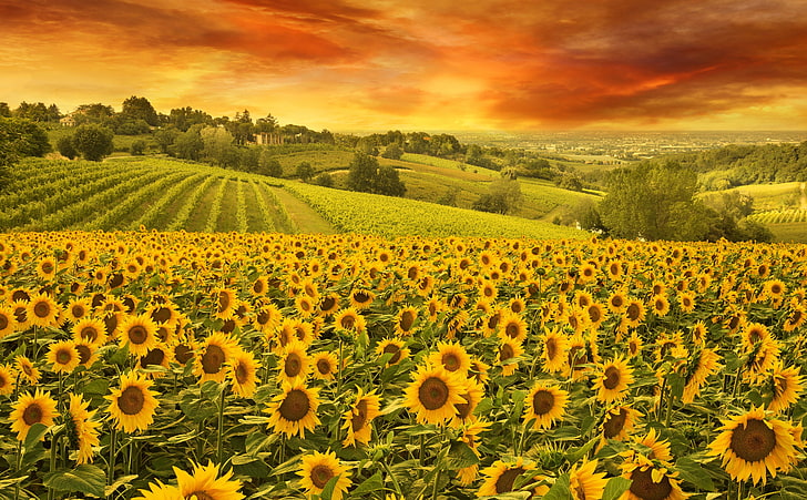 Italian Hills Landscape, sunflower field, Seasons, Summer, Nature, Landscape, Scenery, Flowers, Sunflowers, Vineyard, Scene, Field, Plantation, Italy, Scenic, Hills, Tuscany, Crop, Countryside, HD wallpaper