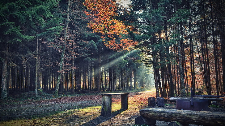 brown wooden benches, brown wood bench between green leaf trees, nature, trees, forest, leaves, fall, plants, path, sun rays, bench, branch, wood, shadow, HD wallpaper