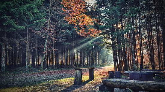 brązowe drewniane ławki, brązowa drewniana ławka między zielonymi liśćmi, natura, drzewa, las, liście, jesień, rośliny, ścieżka, promienie słoneczne, ławka, gałąź, drewno, cień, Tapety HD HD wallpaper