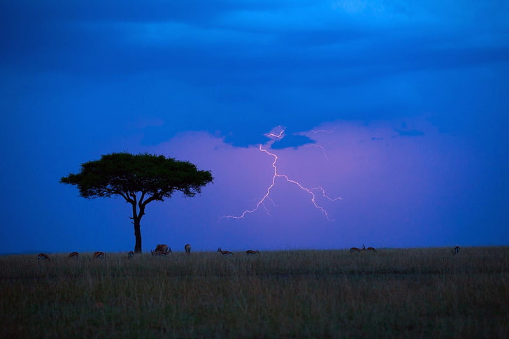 green grass field, antelope, savannah, lightning, animals, nature, Kenya, HD wallpaper