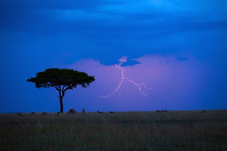 green grass field, antelope, savannah, lightning, animals, nature, Kenya, HD wallpaper HD wallpaper