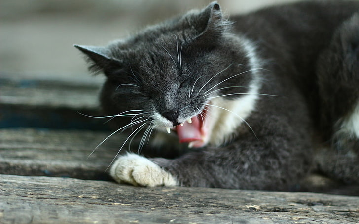 къса козина бяла и черна котка, котка, зъби, бивни, муцуна, HD тапет