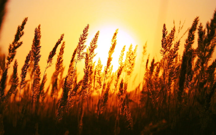 trawa pszeniczna, sylwetka trawy podczas zachodu słońca, makro, głębia ostrości, zachód słońca, pole, światło słoneczne, natura, fotografia, rośliny, słońce, Tapety HD