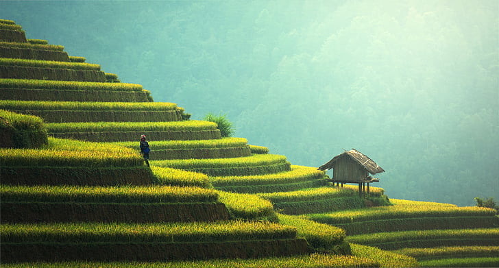 closeup photo of rice field and house, Terrace farming, Agriculture, 5K, HD wallpaper