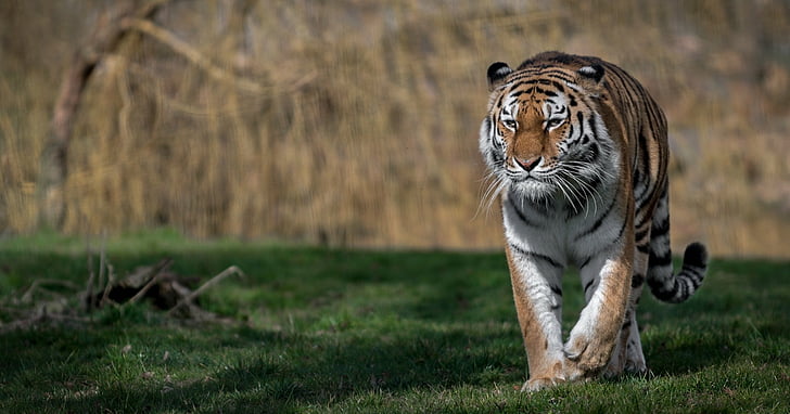 Gatos, Tigre, Gato grande, Profundidade de campo, Vida selvagem, predador (Animal), HD papel de parede
