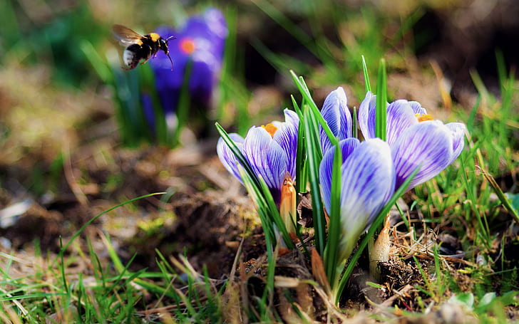 Крокуси, пчела, пролет, минзухари, пчела, пролет, HD тапет