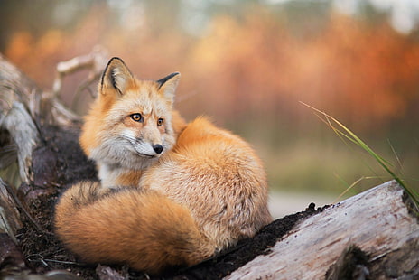 Fuchs, Tiere, Natur, Tierwelt, HD-Hintergrundbild HD wallpaper