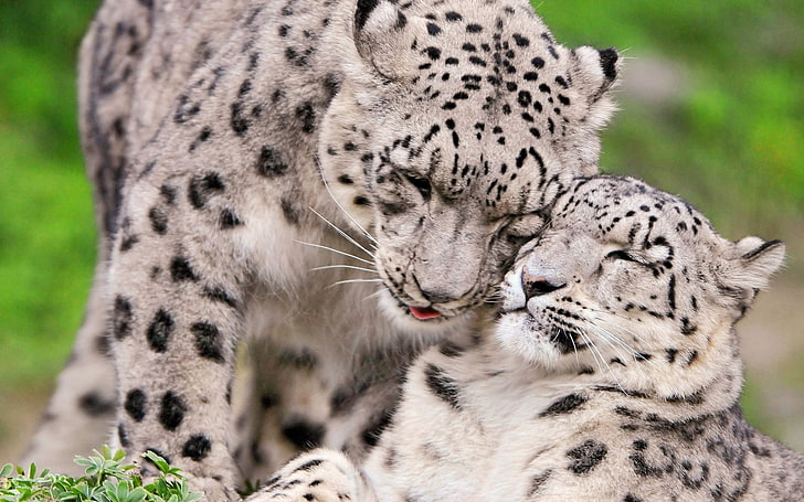 pair, affection, or snow leopards, Ounces, HD wallpaper